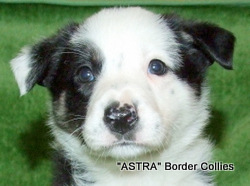 Tricolour, female, border collie puppy